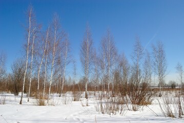 Spring walk through the forest