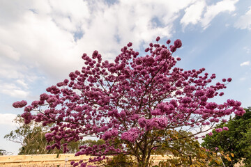 Pink Poui flowers aka Tabebuia rosea blooming on a tree in the city of Mysore in Karnataka in South India.
