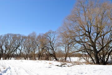 Spring walk through the forest