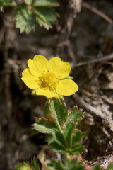Potentilla reptans  