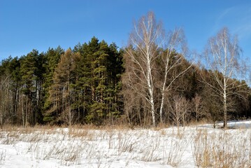 Spring walk through the forest