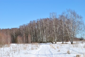Spring walk through the forest