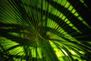 Obraz na płótnie Canvas A palm tree leaf lit from behind. Strong backlighting and shadows make for a high contrast photo. Palm leaves at a resort in Las Vegas NV Clark County. Summer in the Sun at Resort Pool area.