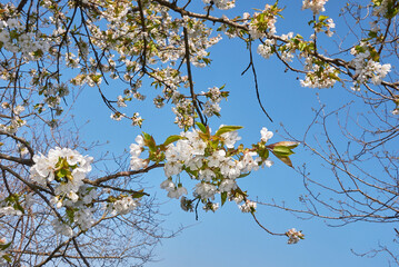Prunus avium tree in bloom