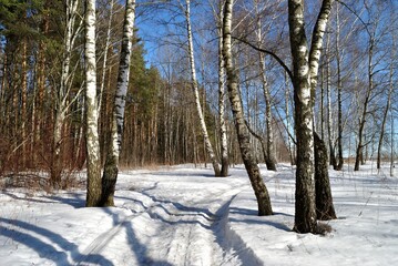 Spring walk through the forest