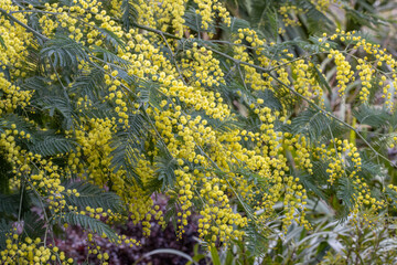 Arching mass of Acacia delbata flowers in spring