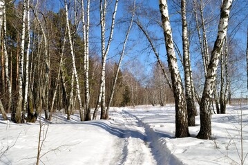 Spring walk through the forest