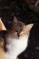 Fototapeta na wymiar close up of cat