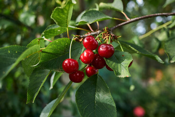 Prunus cerasus