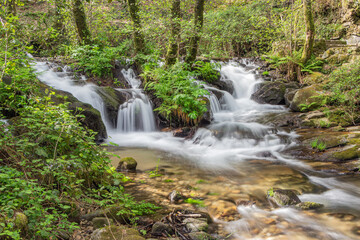 Fototapeta premium waterfall in an atlantic forest