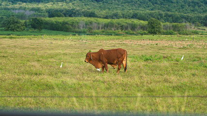 Cows raised by farmers for sale in the middle of the pasture.