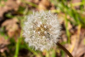 dandelion, taraxacum officinale, 