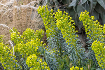 Close up of Euphorbia Humpty Dumpty flowers in spring border
