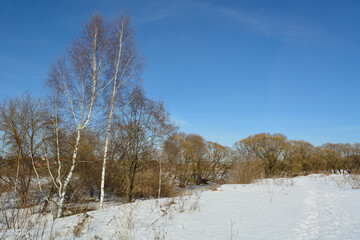 Spring walk through the forest