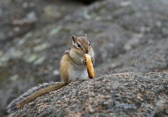 chipmunk sits and eats cracker