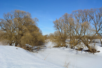 Spring walk through the forest