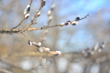 Spring Bud break on the trees.
