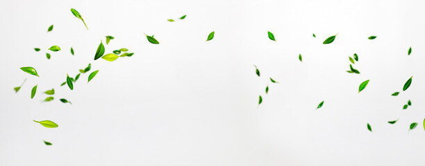 Collection of random green leaves falling in the air isolated on white background