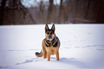 German Shepherd enjoying the Snow