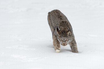 Canadian Lynx (Lynx canadensis) Steps Forward Intently Winter