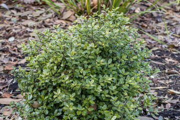 Simple shot Pittosporum tenuifolium Golf Ball in border