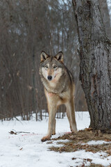 Grey Wolf (Canis lupus) With Bloody Face Stands Next to Tree