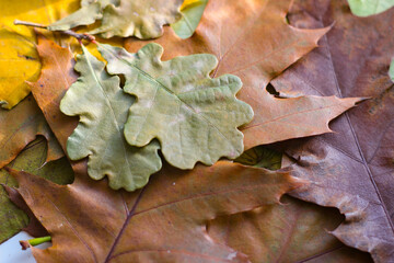 On a wooden background are yellowed oak leaves and walnuts in shell
