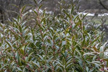 Close up of Sarcococca hookeriana Purple Stem, commonly know as sweet box