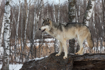 Grey Wolf (Canis lupus) Stands on Log Looking Left Winter