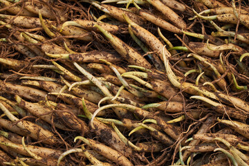 Fresh wild garlic bulbs (Allium ursinum) Ramsons bulbs close-up	