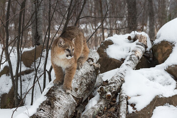 Female Cougar (Puma concolor) Sits on Log Atop Den Winter