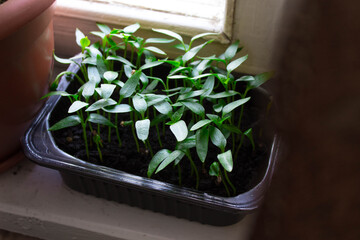 Young seedlings of peppers in a tray on the windowsill. Home gardening, hobby, ecological product, farm. Green sprouts