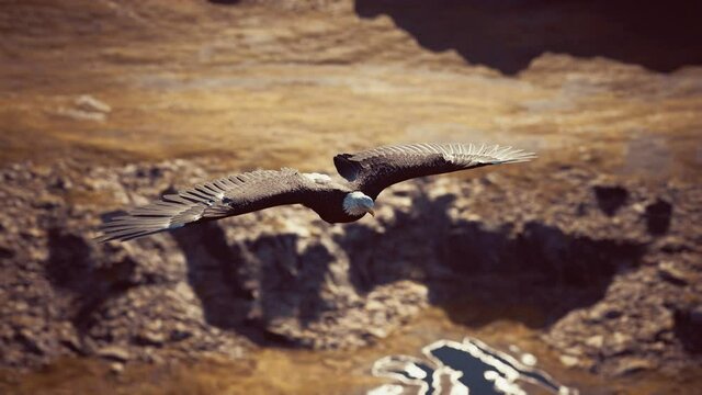 slow motion american bald eagle in flight over alaskan mountains