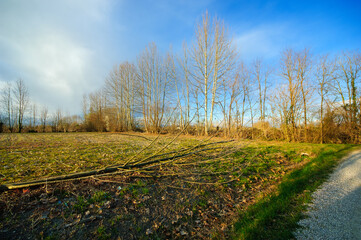Naklejka premium Albero caduto per il vento