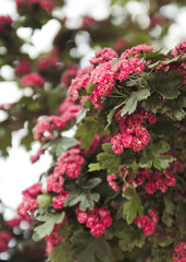 Obraz premium Beautiful nature scene with blooming flowers tree in the garden. Springtime. Soft selective focus