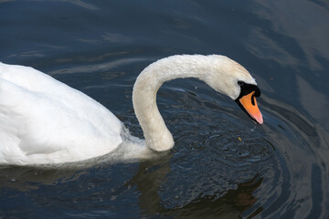 Swan on the Kennet and Avon Canal near Aldermaston Berkshire