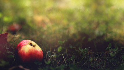 delicious natural apple lies in grass in picturesque light mood and surrounding - selective focus...