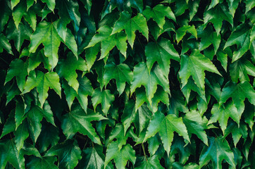 Natural background of ivy leaves. Copy space.