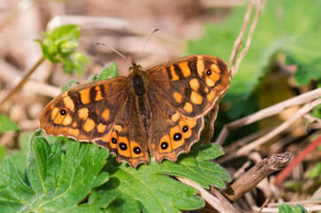 Maculata butterfly with open wings. Pararge aegeria. Copy space