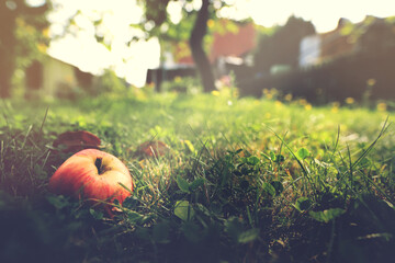 delicious natural apple lies in grass in a bright garden scene in late summer - selective focus...