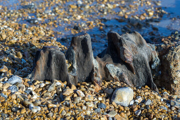 Remains of an old wooden groyne at Eastbourne