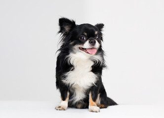 Fototapeta premium Portraite of cute puppy chihuahua. Little smiling dog on white background. Free space for text.