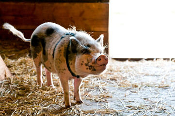 Large rescued pot bellied pig on farm in up  state new York   