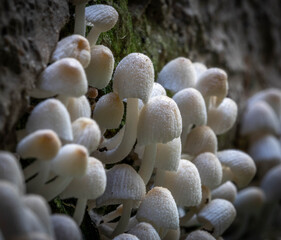 Pequenos cogumelos
