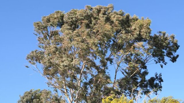wind is moving the leafs of okaliptus tree under blue sky strong wind scenery