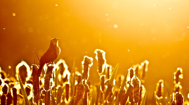 Backlit by the sun, a male yellow-headed blackbird sings, Swan Valley, Western Montana    