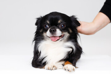 Portrait of cute puppy chihuahua. Woman stroking little smiling dog on gray background. Free space for text.