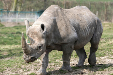 Fototapeta premium Black Rhinoceros or Hook-lipped Rhinoceros (Diceros bicornis)