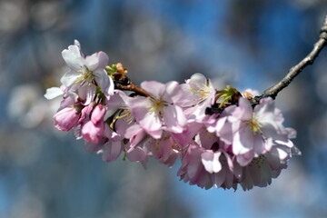Zarte Blüten an einem Zweig