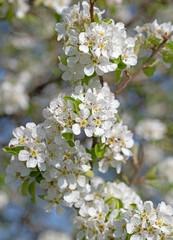 Blühende Birne, Pyrus, im Frühling